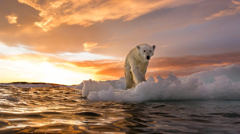 Free events in April polar bear climate change